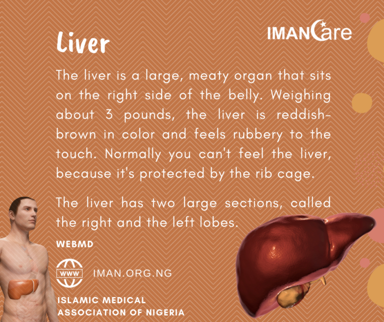 Liver – IMANCARE 012
