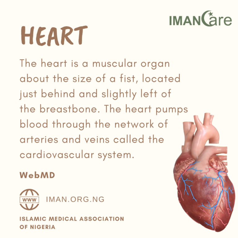 Heart – IMANCARE 005