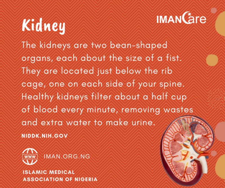 Kidney – IMANCARE 011